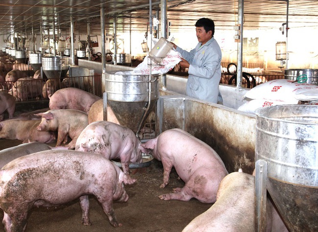 Tái đàn nhanh, chú trọng an toàn sinh học - Ảnh 1.