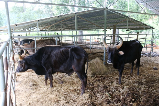Cận cảnh đàn bò tót F1 đói trơ xương ở Vườn Quốc gia Phước Bình, Ninh Thuận - Ảnh 3.