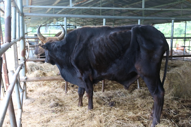 Cận cảnh đàn bò tót F1 đói trơ xương ở Vườn Quốc gia Phước Bình, Ninh Thuận - Ảnh 4.