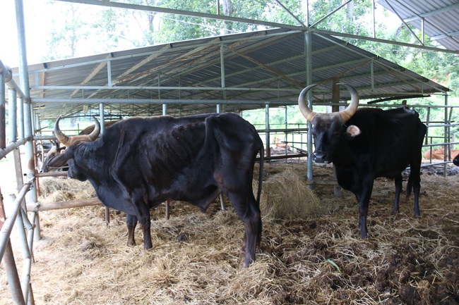 Cận cảnh đàn bò tót F1 đói trơ xương ở Vườn Quốc gia Phước Bình, Ninh Thuận - Ảnh 5.