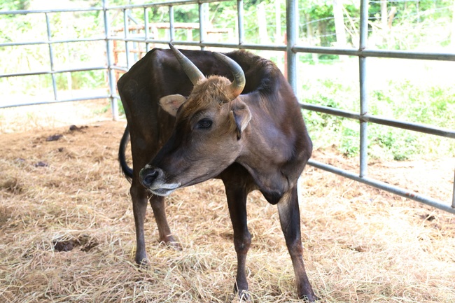 Cận cảnh đàn bò tót F1 đói trơ xương ở Vườn Quốc gia Phước Bình, Ninh Thuận - Ảnh 7.