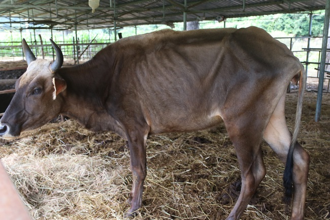 Cận cảnh đàn bò tót F1 đói trơ xương ở Vườn Quốc gia Phước Bình, Ninh Thuận - Ảnh 9.