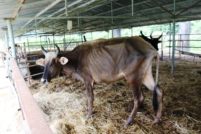 Cận cảnh đàn bò tót F1 đói trơ xương ở Vườn Quốc gia Phước Bình, Ninh Thuận - Ảnh 10.