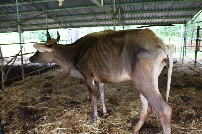 Cận cảnh đàn bò tót F1 đói trơ xương ở Vườn Quốc gia Phước Bình, Ninh Thuận - Ảnh 11.