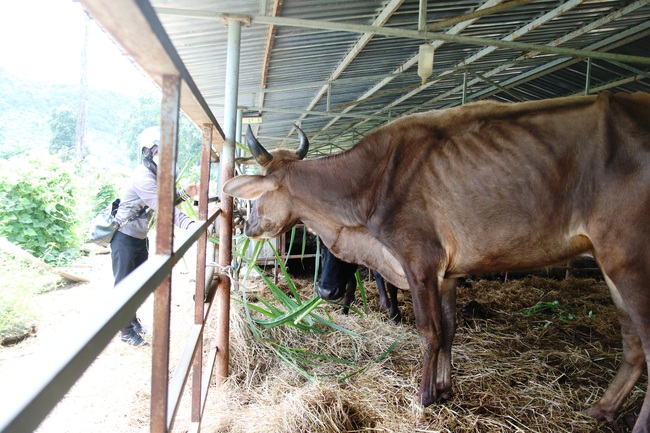 Cận cảnh đàn bò tót F1 đói trơ xương ở Vườn Quốc gia Phước Bình, Ninh Thuận - Ảnh 13.