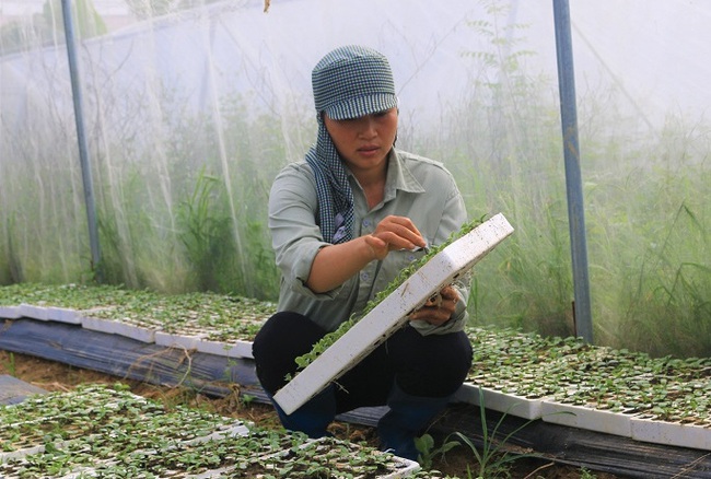 Nữ giám đốc tiên phong làm rau an toàn - Ảnh 1.