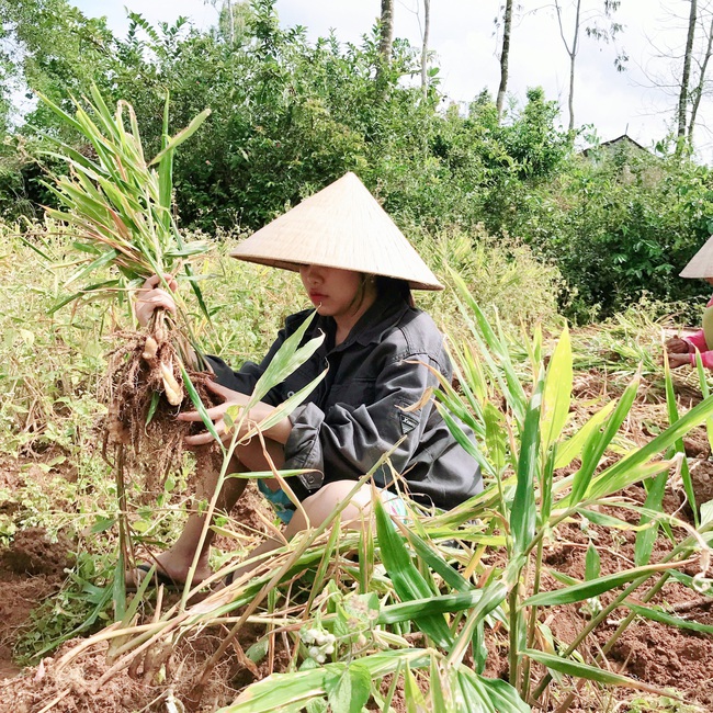 Cô gái xứ Quảng biến hạt đậu đen xanh lòng thành trà &quot;thần dược&quot; khiến ai thưởng thức cũng trầm trồ khen - Ảnh 7.