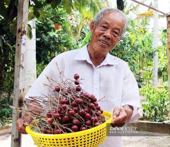 Nguyên Bí thư tỉnh đoàn thu nửa tỷ/năm từ khu vườn “U Minh Hạ thu nhỏ” - Ảnh 7.