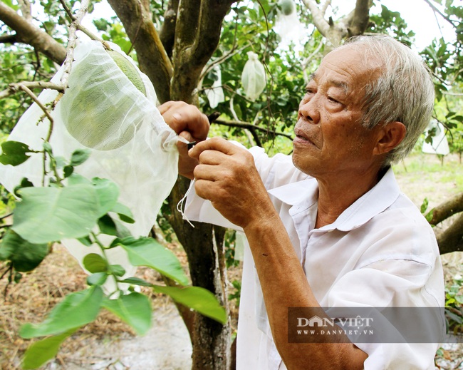 Nguyên Bí thư tỉnh đoàn thu nửa tỷ/năm từ khu vườn “U Minh Hạ thu nhỏ” - Ảnh 3.