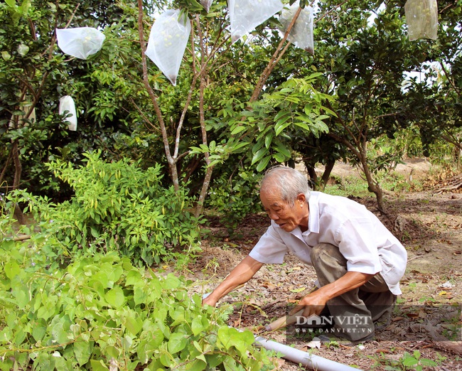 Nguyên Bí thư tỉnh đoàn thu nửa tỷ/năm từ khu vườn “U Minh Hạ thu nhỏ” - Ảnh 2.