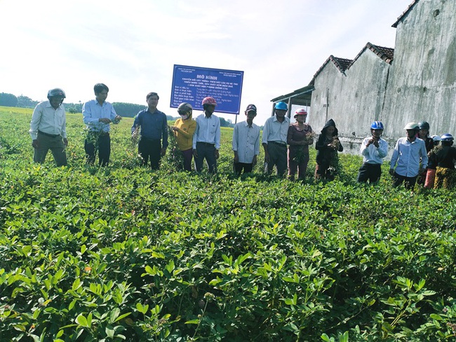 Lạc thế chân lúa, hết cảnh đất bỏ hoang - Ảnh 1.