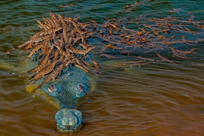 Ảnh đẹp: Bố cá sấu cho hơn 100 con cưỡi lên lưng để bơi qua sông - Ảnh 1.