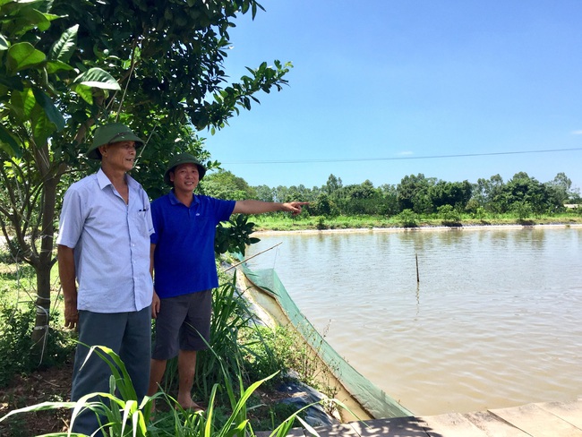 Nuôi cá VietGAP, nông dân Thủ đô thu tiền tỷ  - Ảnh 1.