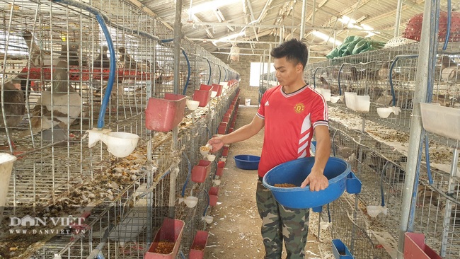 Rời bỏ nước Nga về quê nuôi chim, 9x bỏ túi hàng trăm triệu mỗi năm - Ảnh 3.
