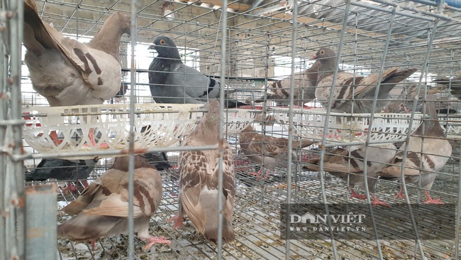 Rời bỏ nước Nga về quê nuôi chim, 9x bỏ túi hàng trăm triệu mỗi năm - Ảnh 2.