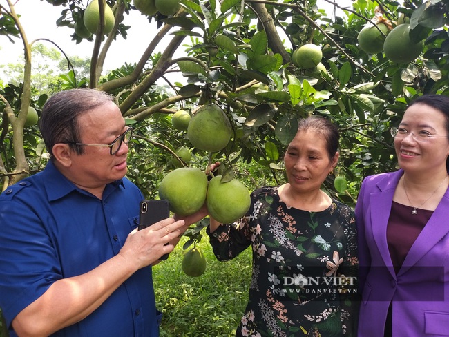 Làm nông nghiệp theo tiêu chí “4 cao” ở Ba Vì - Ảnh 1.