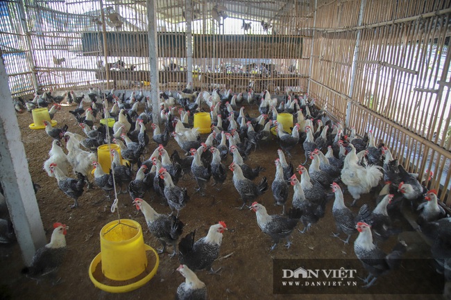 Hà Nội: 8X nuôi giống gà người Mỹ làm thú cưng, Việt Nam là món bổ dưỡng, lãi 500 triệu đồng/năm - Ảnh 7.