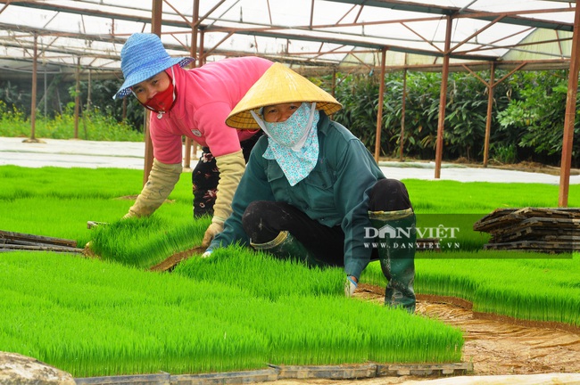 Phó Chủ tịch UBND tỉnh Thanh Hóa - Lê Đức Giang kiểm tra công tác chống rét cho cây trồng  - Ảnh 3.