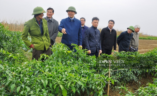 Phó Chủ tịch UBND tỉnh Thanh Hóa - Lê Đức Giang kiểm tra công tác chống rét cho cây trồng  - Ảnh 1.