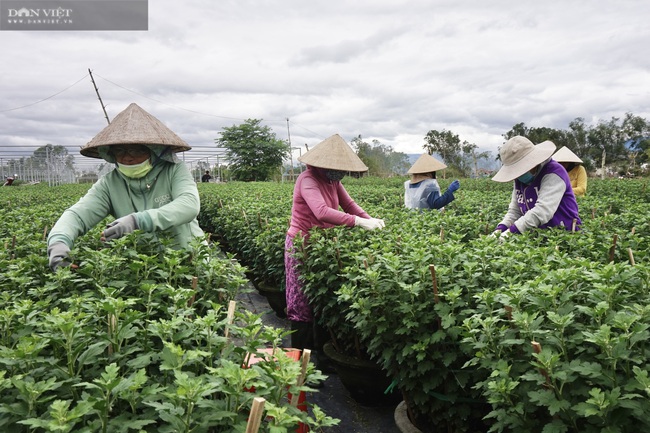 Đà Nẵng: Nông dân trồng hoa lo âu vì vắng bóng thương lái - Ảnh 1.