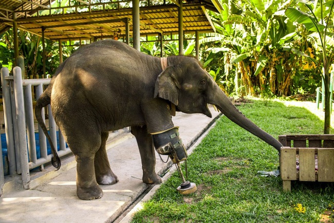 The touching story of Mosha, the elephant who lacks one leg - Photo 3.