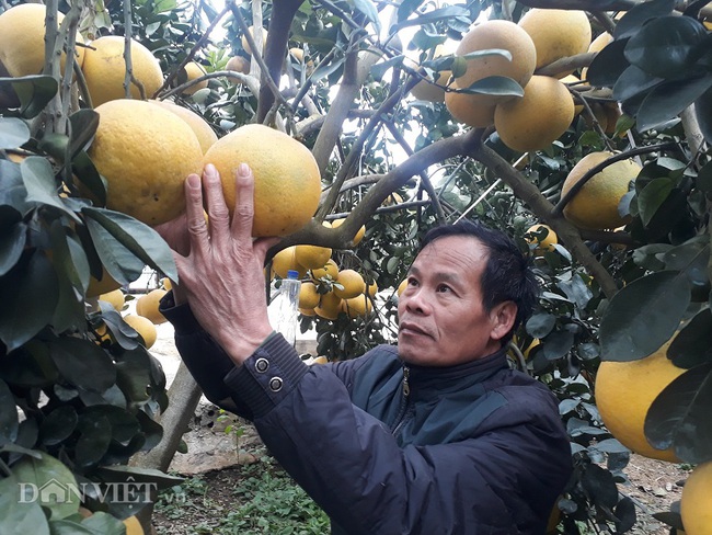 Bưởi diễn đẹp như tranh, chưa tết thương lái đã đặt mua cả vườn - Ảnh 5.