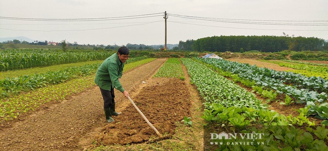 Nông dân Hà Tĩnh tất bật chăm sóc rau xanh đón Tết - Ảnh 3.