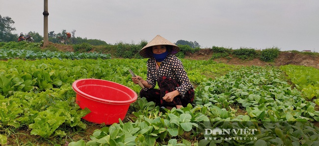 Nông dân Hà Tĩnh tất bật chăm sóc rau xanh đón Tết - Ảnh 4.