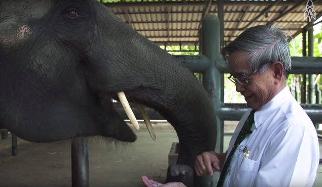 The touching story of Mosha, the elephant who lacks one leg - Photo 2.