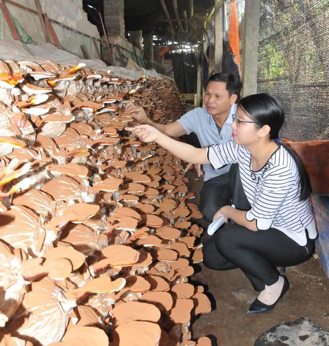 Lão nông Ninh Bình khởi nghiệp từ nấm linh chi, giá bán 800 nghìn đồng một cân khô - Ảnh 1.