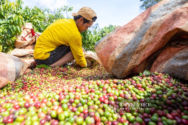 Mùa trái cà phê chín nơi Đại ngàn  - Ảnh 4.