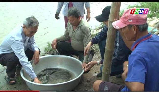 Một nông dân tỉnh Đồng Tháp &quot;sáng chế&quot; cách nuôi con đặc sản độc đáo: Cho cá heo &quot;chung nhà&quot; với cá chạch lấu - Ảnh 4.