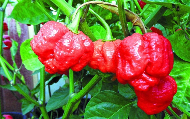 ớt Carolina Reaper 