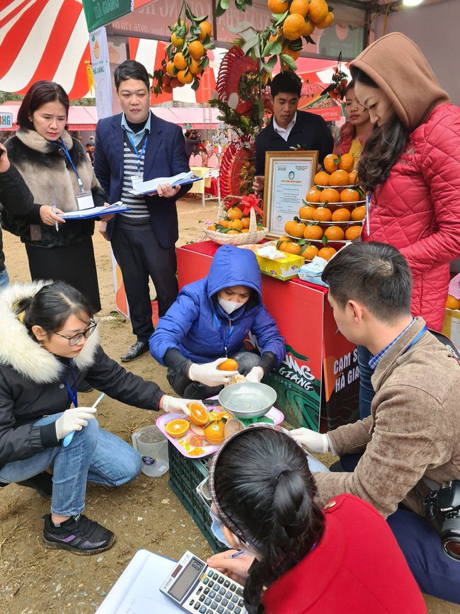 Hà Giang: Cam sành bán đắt hơn 4-5 nghìn đồng mỗi cân và đây là lý do - Ảnh 1.