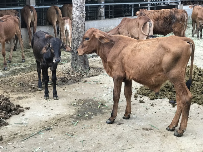 Cận cảnh trang trại nuôi bò &quot;khủng&quot; lấy phân giúp nông dân Đồng Nai lời 1 tỷ mỗi năm - Ảnh 8.