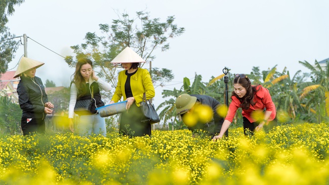 Bỏ lúa trồng cúc tiến vua làm dược liệu, nông dân Hưng Yên đổi đời - Ảnh 2.