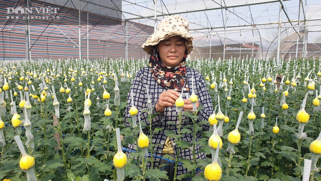 Thanh Hóa: Trồng hoa công nghệ cao bán Tết, bông to đẹp, bán được giá cao  - Ảnh 1.