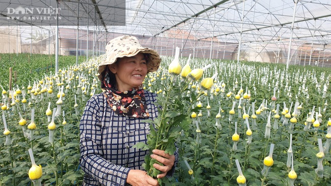 Thanh Hóa: Trồng hoa công nghệ cao bán Tết, bông to đẹp, bán được giá cao  - Ảnh 5.