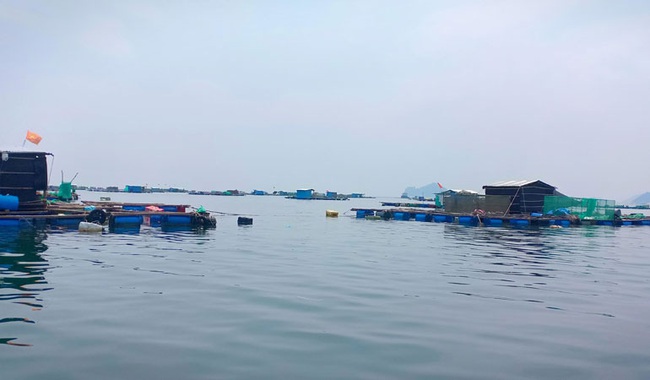 Phú Yên: Tháng nào trong năm 2021 sẽ là thời hạn chót chấm dứt nuôi trồng thủy sản trên vịnh Vũng Rô? - Ảnh 1.