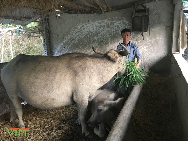 Nông dân Sìn Hồ chống rét cho “đầu cơ nghiệp” - Ảnh 3.