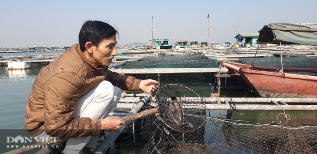 Ngư dân Quảng Yên mất Tết vì hàng tấn cá song chết bất thường - Ảnh 1.
