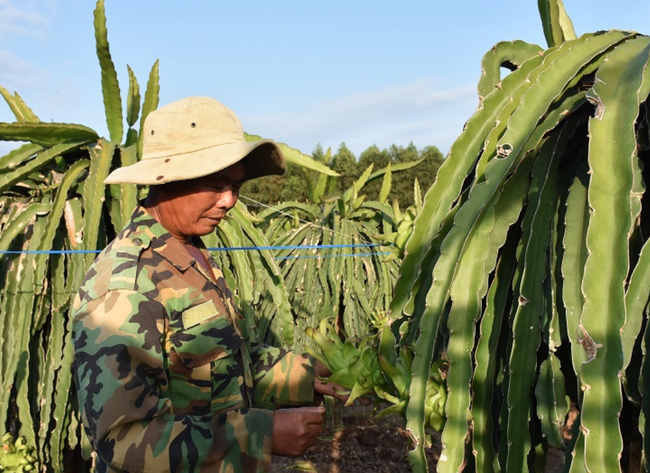 Trời lạnh, cây ăn trái giảm năng suất, nông dân BR-VT sợ thất thu vụ Tết - Ảnh 2.