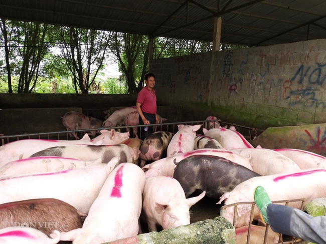 Giá heo hơi hôm nay: Tăng nhanh khắp 3 miền, vì sao thương lái phải đặt cọc sớm? - Ảnh 2.