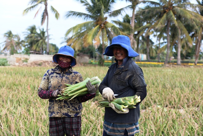 Ninh Thuận: Nông sản liên tục tăng giá, nông dân phấn khởi đón tết - Ảnh 4.