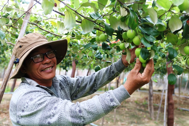 Ninh Thuận: Nông sản liên tục tăng giá, nông dân phấn khởi đón tết - Ảnh 6.