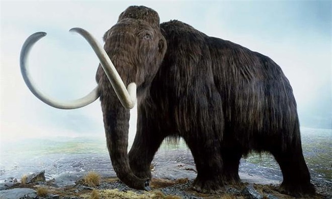 Vì sao voi ma mút khổng lồ bị tuyệt chủng? - Ảnh 2.