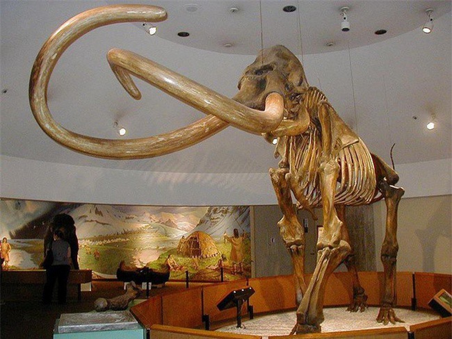 Vì sao voi ma mút khổng lồ bị tuyệt chủng? - Ảnh 8.