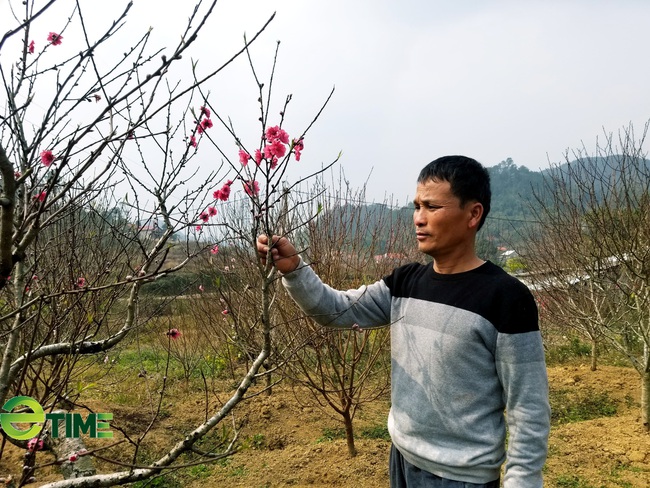 Trồng hoa mà Tết nhà nào cũng cắm, nông dân ở đây khấm khá  - Ảnh 2.