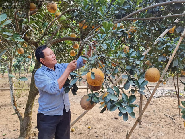 Điện Biên: Lão nông già trồng bưởi giỏi, thu nửa tỷ mỗi năm - Ảnh 1.