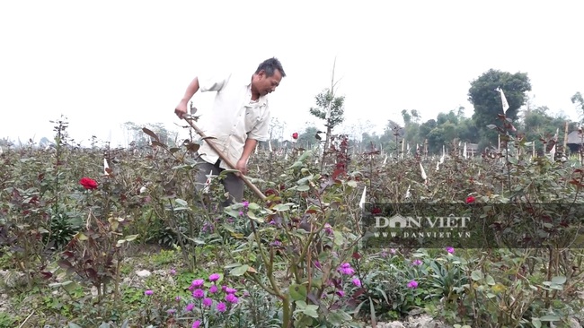 Yên Bái: các vườn hoa rộn ràng chuẩn bị hàng tết - Ảnh 2.